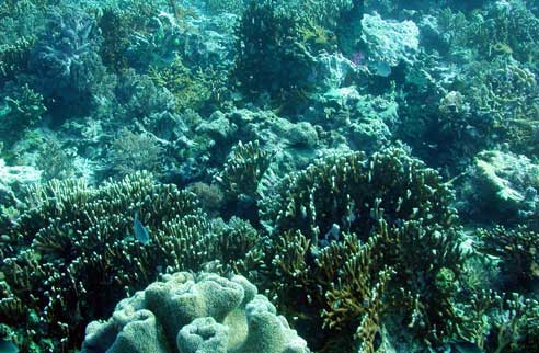 a digitate or branched form of millepora sp on a protected shallow reef ...