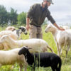 Trimmed Rack of Lamb Ribs - Windswept Farm - Image 2