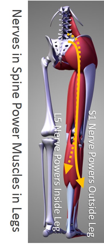 calf muscle tear 2