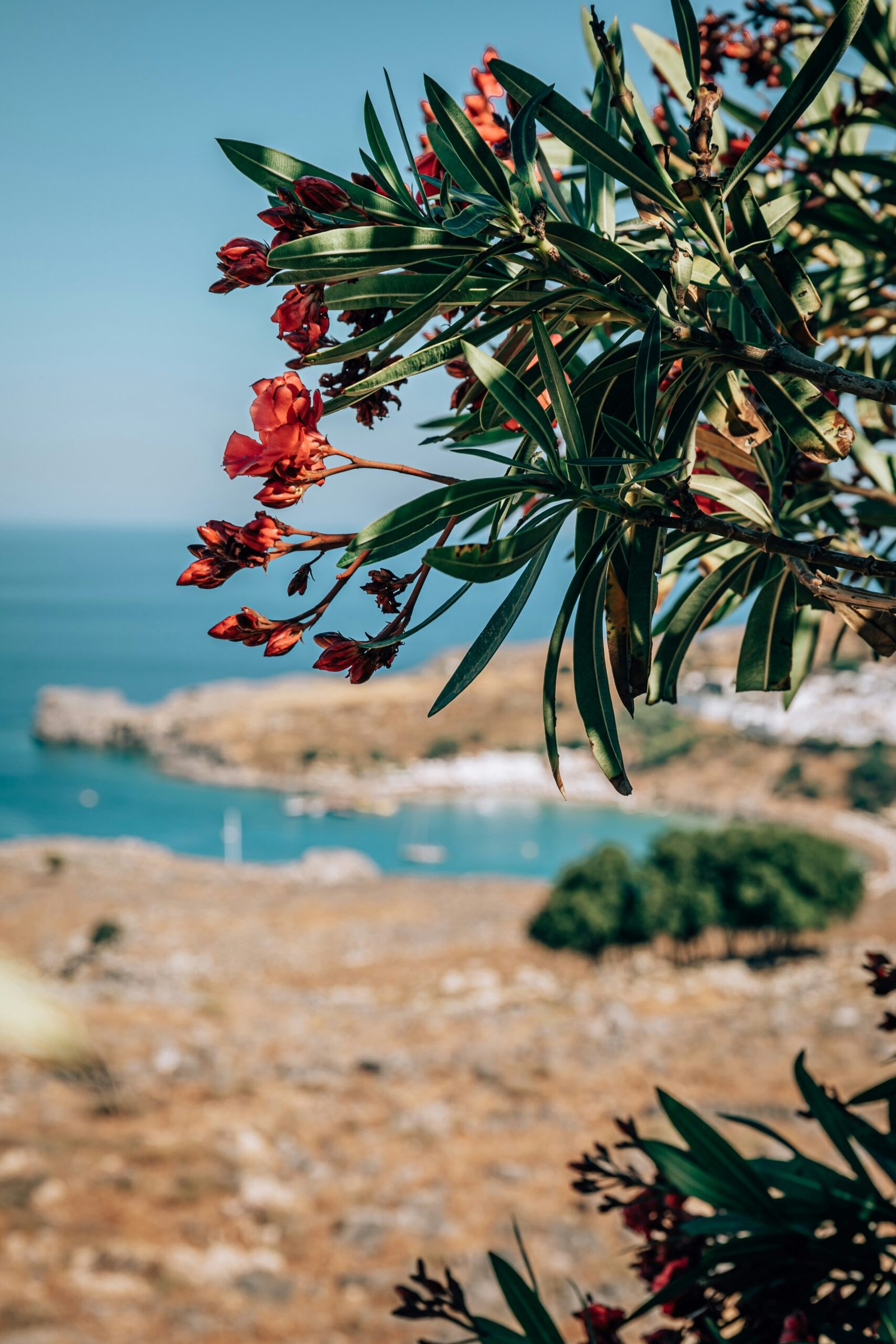 a tree with red