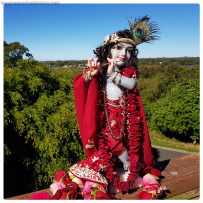 18 inch tall krishna deity murli against a forest backdrop wearing gorgeous robes of burgandy red and zardozi embroidery