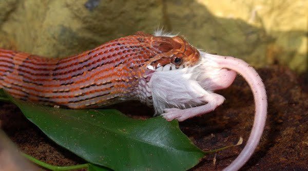 Corn Snake Eating Mouse