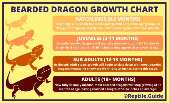 Bearded Dragon Growth Rate Chart by Age