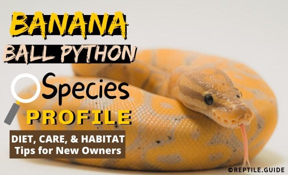 Banana Ball Python