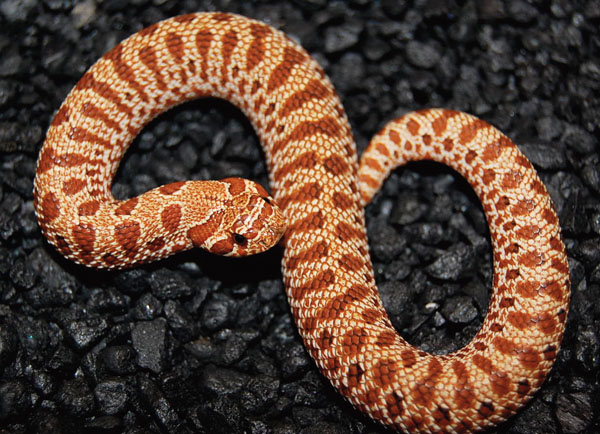 western hog-nosed snake