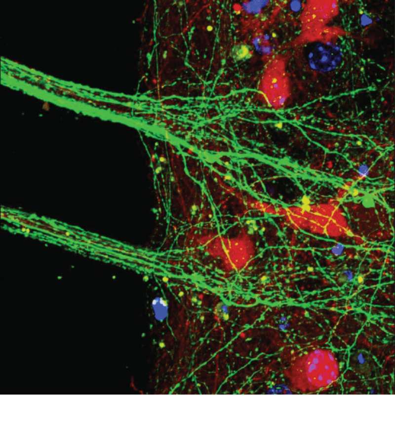 cajal-neuroscience-cover-image