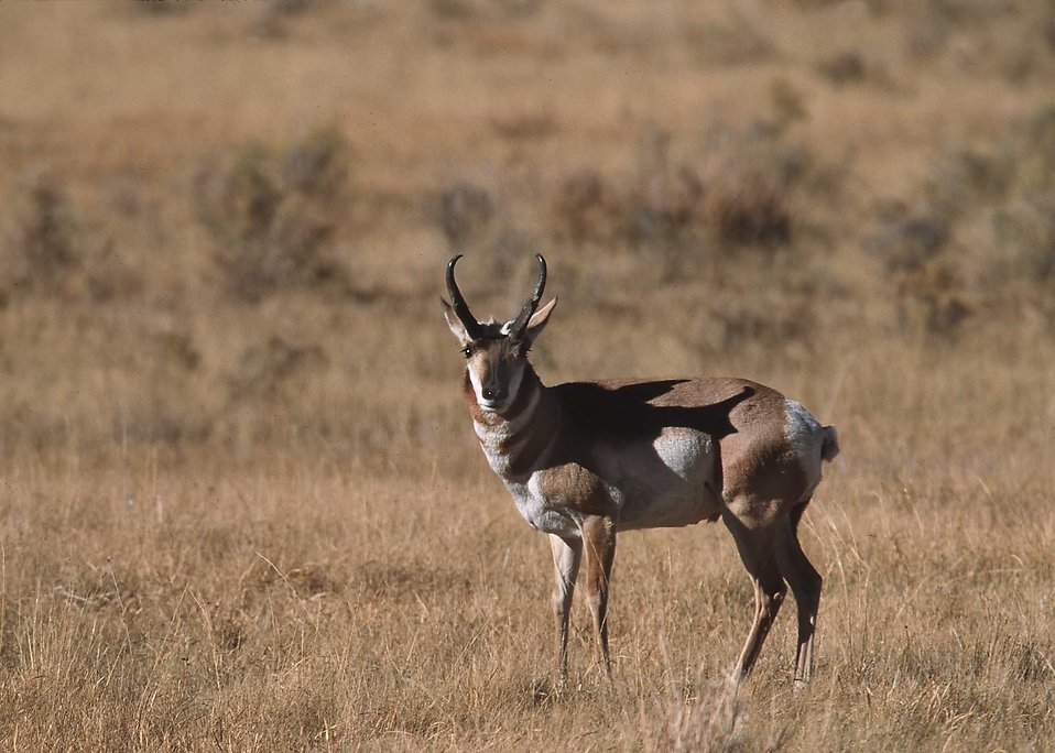 Antelope | Free Stock Photo | An antelope in a field | # 17455