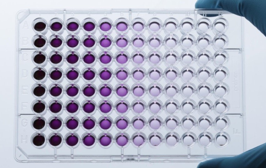 MTT Assay plate