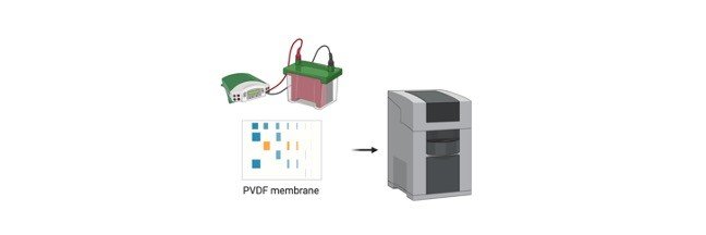 Western blot - research tweet