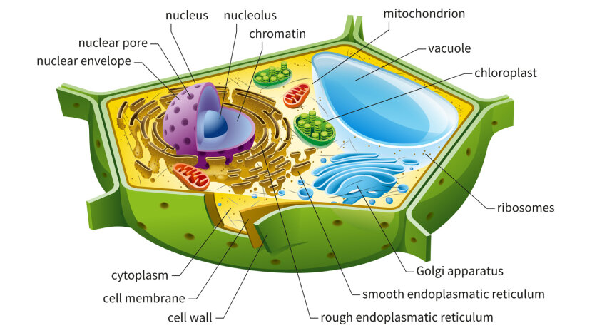 Function Of Plant Cell Diagram Labeled Cell Diagram - kulturaupice