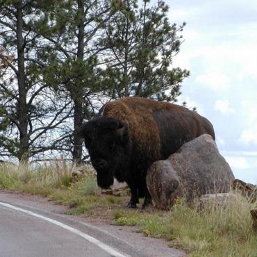 Buffalo at road side