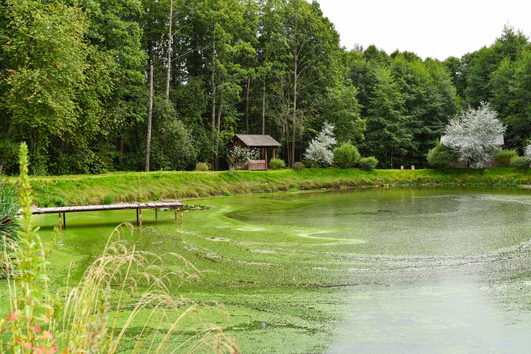 Pond Maintenance Part 2: Master Pond Care With an Effective Management Plan