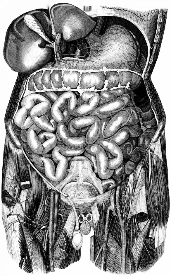 Vintage Anatomy Drawings Black and White Abdomen