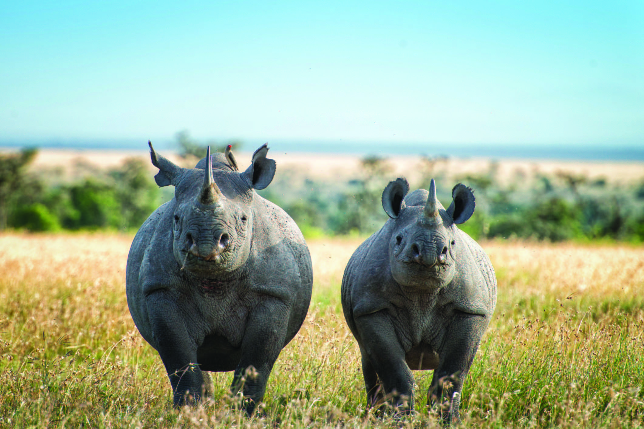 Black rhino and older calf