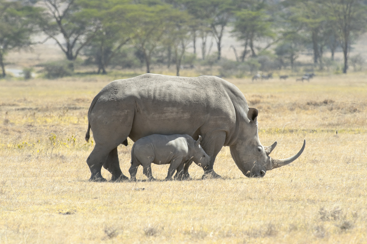 Southern White Rhino with calf