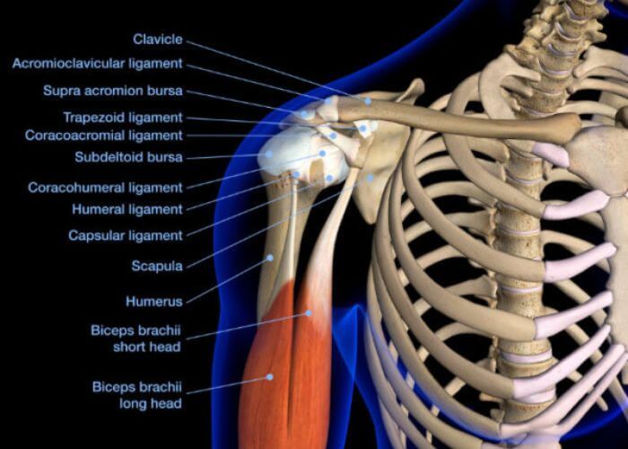 Shoulder Anatomy | vlr.eng.br