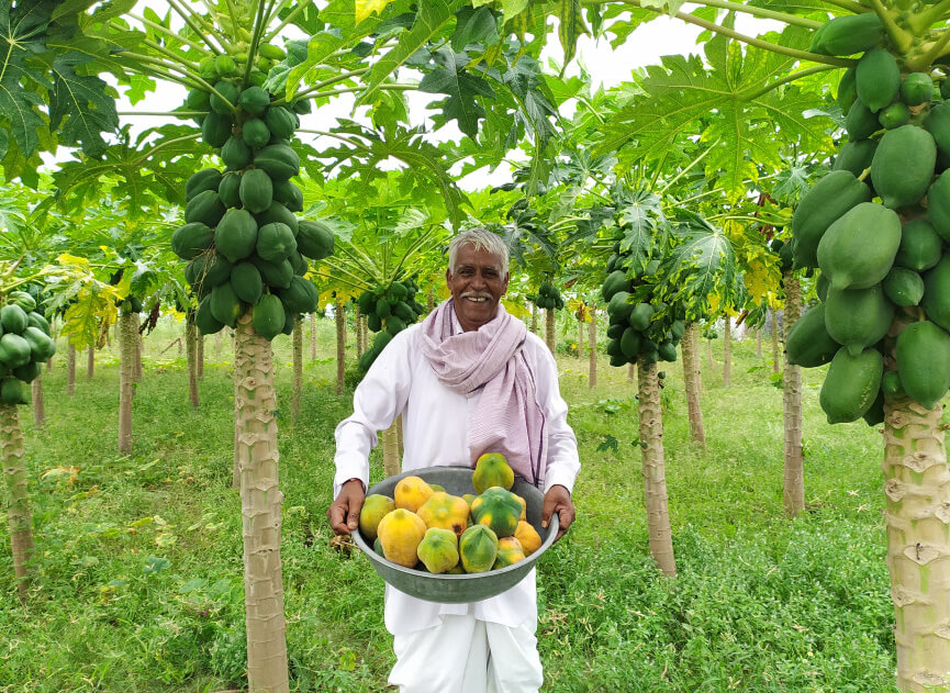 Reliance Foundation - Old Man in Papaya Farm