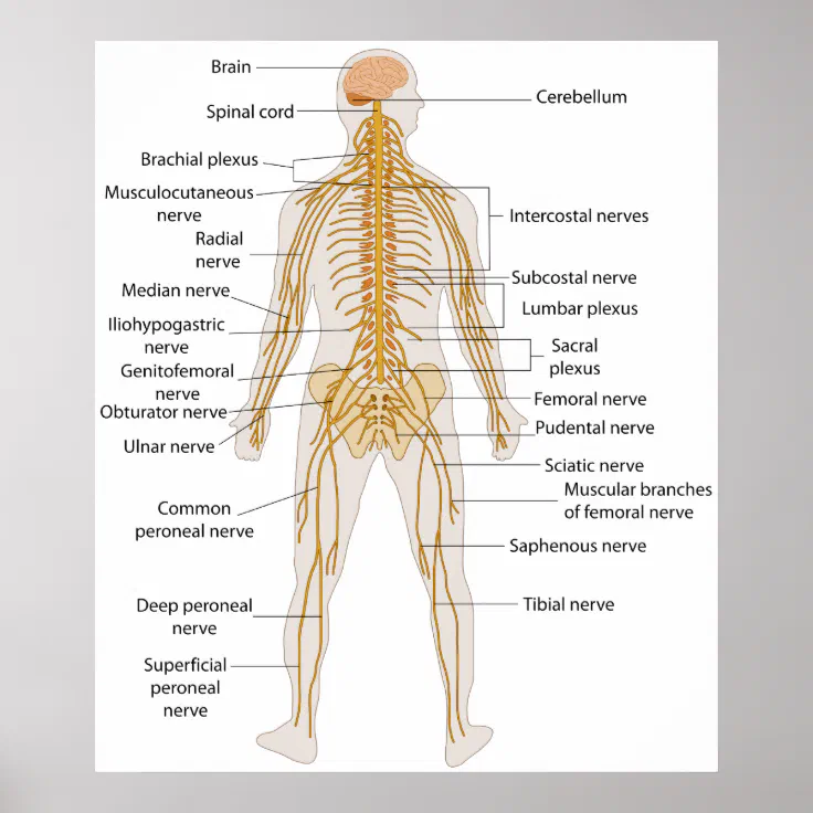 Nervous System For Kids Diagram