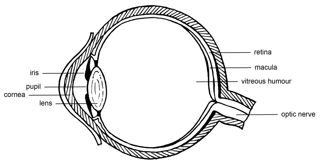 Anatomy of the human eye