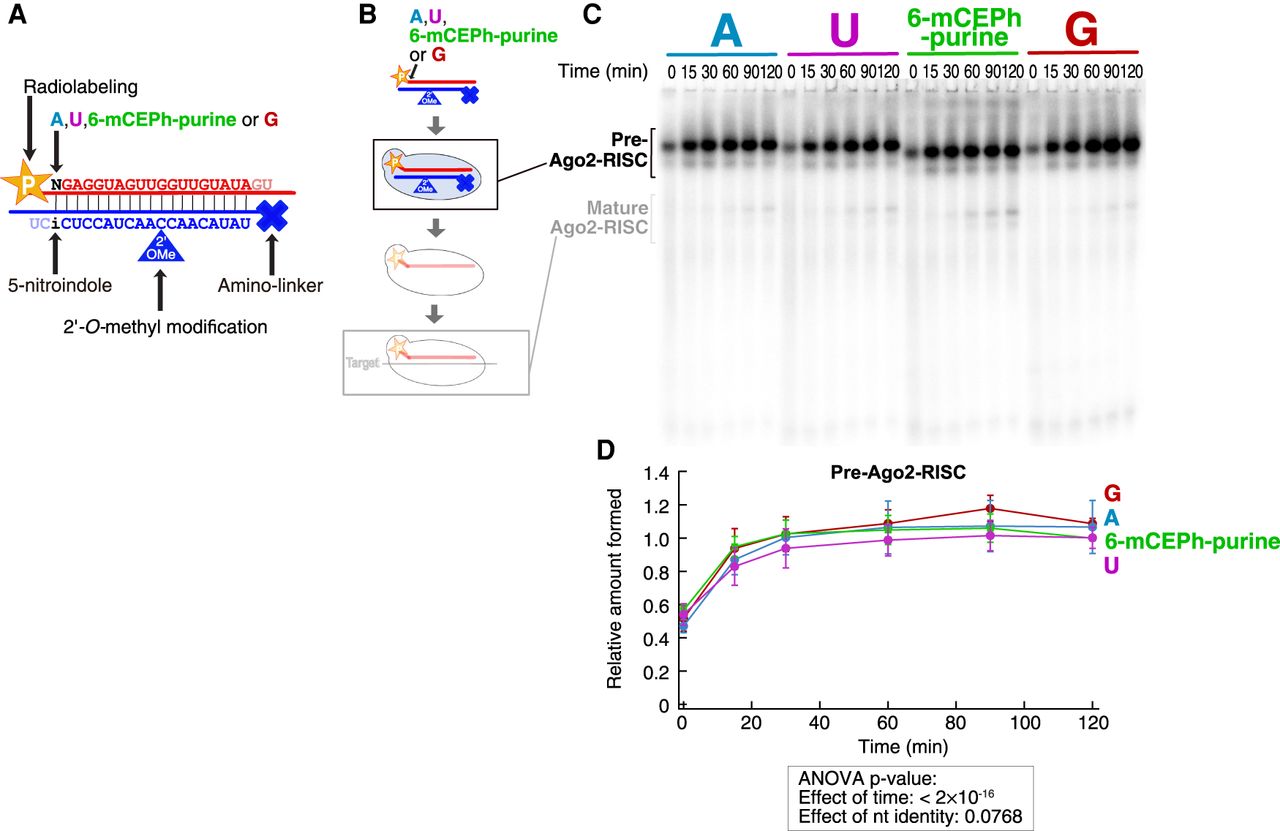 Mechanistic analysis of the enhanced RNAi activity by 6-mCEPh-purine at ...