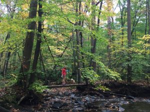 Laurel Ridge PA State Park