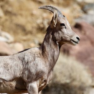 Portrait of a Big Horn Sheep along Borrego Palm Canyon Trail in Anza-Borrego Desert State Park