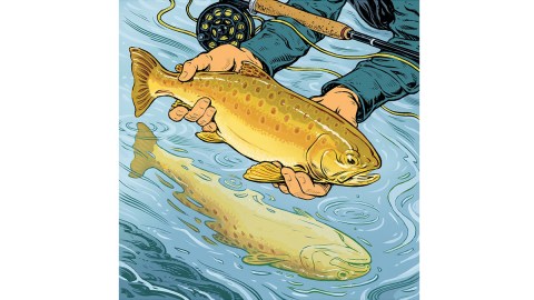 Salmon illustration for Robb Report