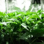 Indoor Feminized Cannabis Seeds Growing Guide