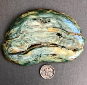 Gary Green Petrified Wood