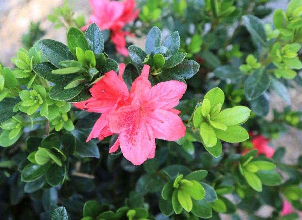 growing azaleas In Florida | Rockledge Gardens