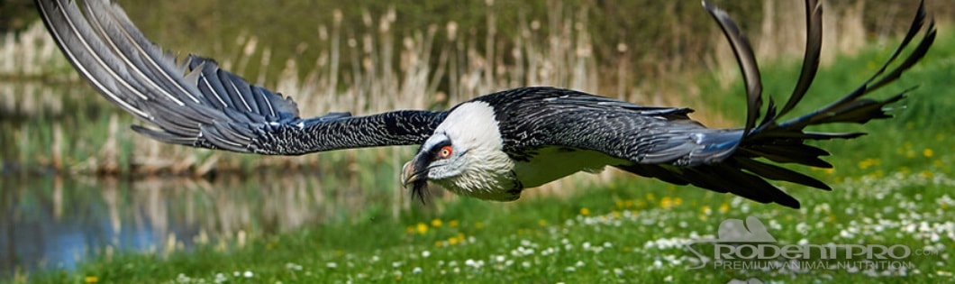 Largest Flying Bird In The World: Magnificent Avian Giants.