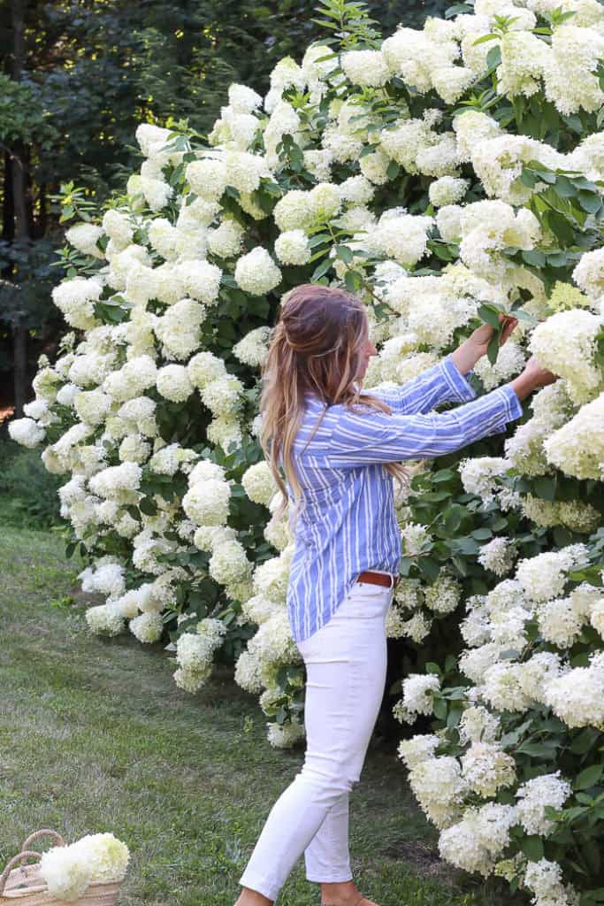 Image of Limelight Hydrangea in full bloom