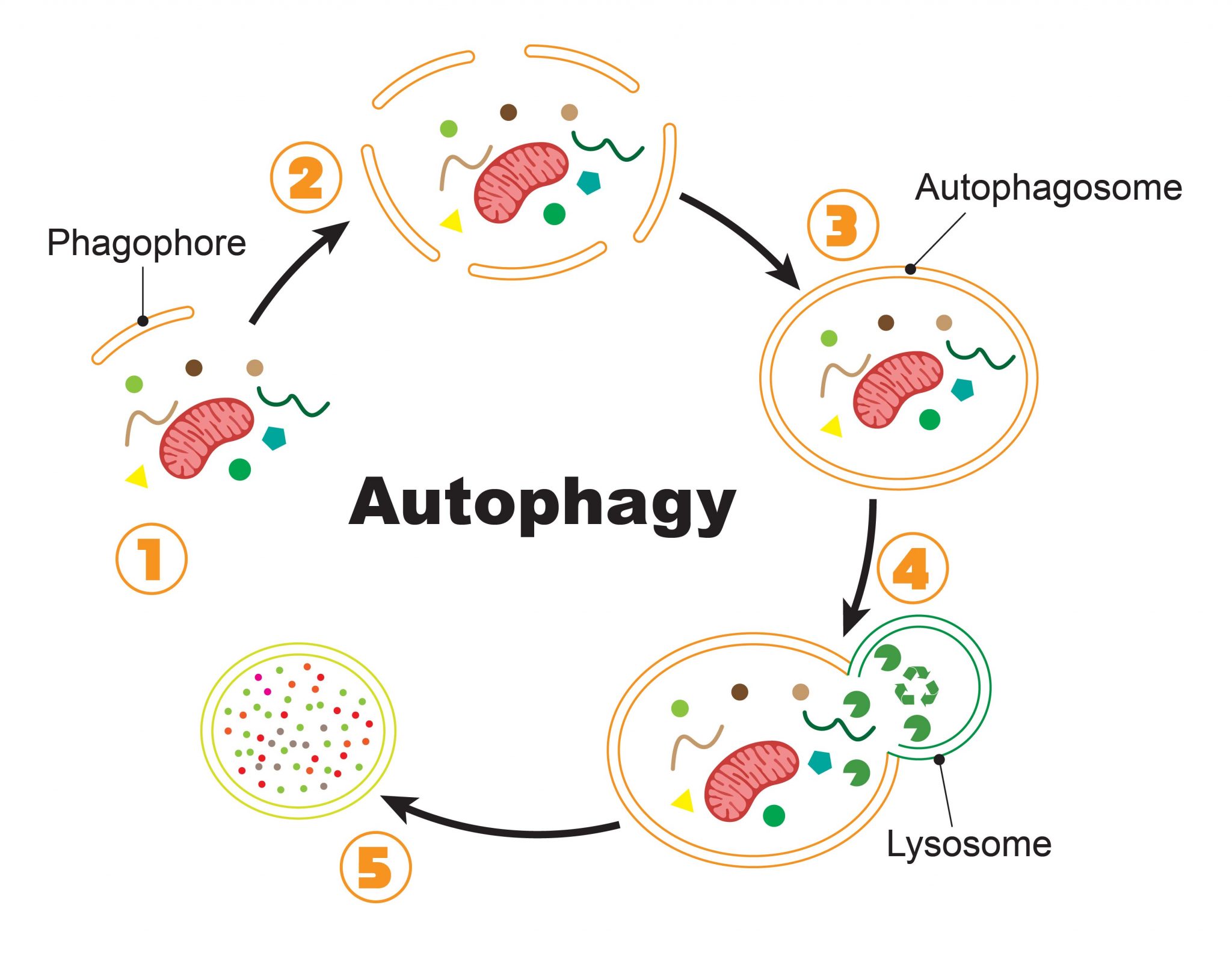 Which Organelles Are Unique To Animal Cells Quizlet - Robinson Gropen