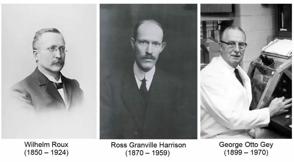 Wilhelm-Roux-Ross-Granville-Harrison-George-Otto-Gey