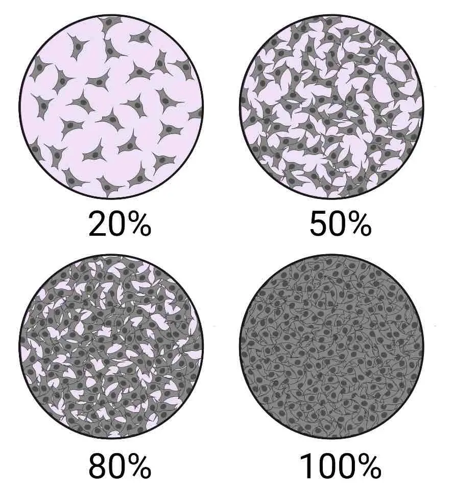 cell-confluence