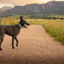 Dog wearing a GPS collar on a trail in Colorado