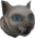 Pickle the cat chathead.png: Chat head image of Pickle the cat