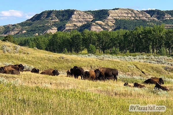 Bison Herd