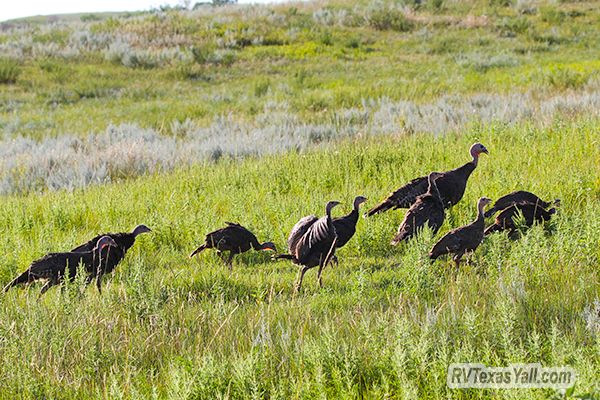 Wild Turkeys