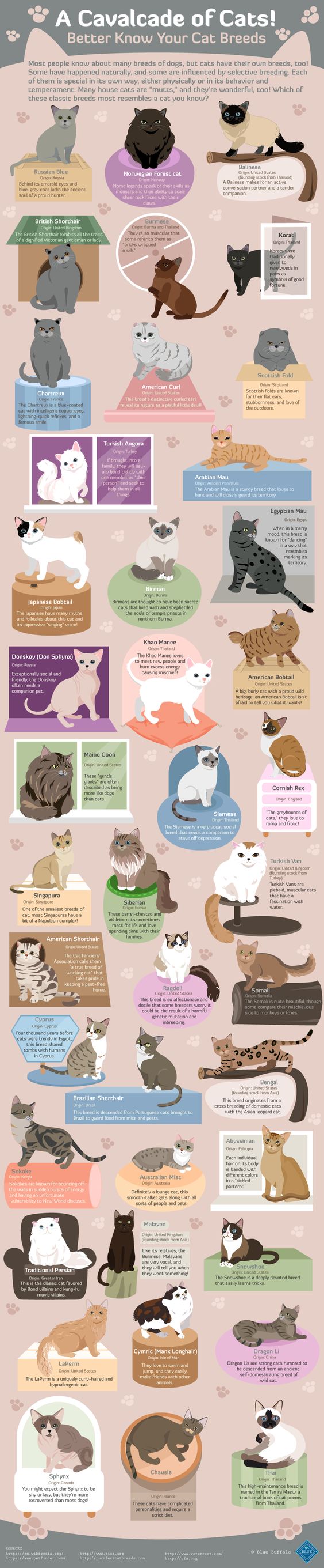 A Cavalcade of Cats! #Infographic #Animal #Cats #Pets: 