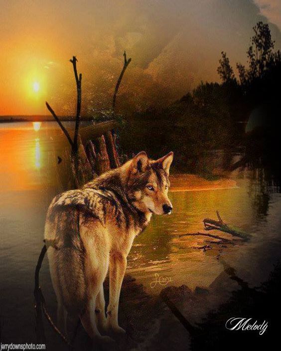 Wolves and Native American Indians | Wolves and Native American Indians ...