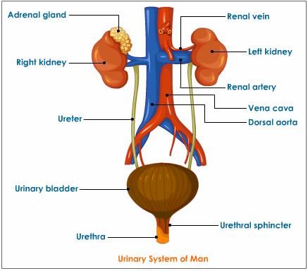 4th grade urinary system diagram | Excretory System For Kids Diagram ...