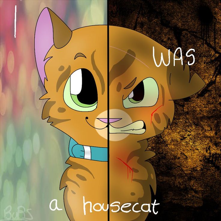 28 best images about Warrior Cats on Pinterest | Cats, Im sorry and