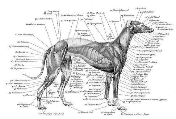 Muscle & Bone Structure Charts - Greyhound | vet stuff ...