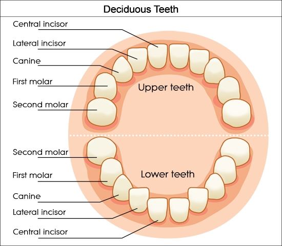 Dental Charts to Help You Understand the Tooth Numbering System | Teeth ...