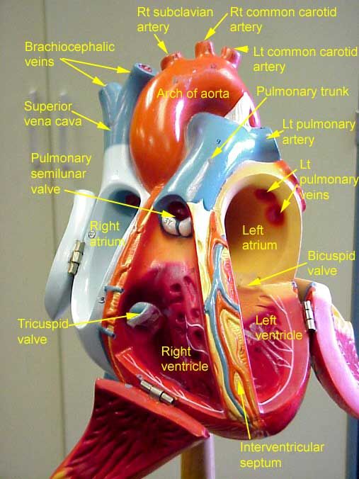 Torso Model Anatomy Labeled : Human Torso Model | Life-Size Torso Model ...