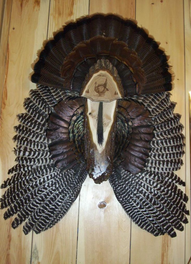 Laser Engraved single turkey fan with wing mount with single beard ...