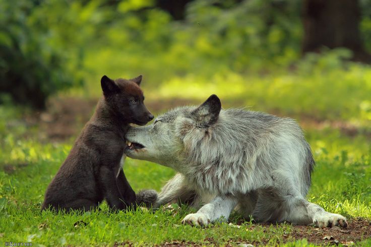 For Father's Day. Father and Daughter, dad grooms his puppy -by ...