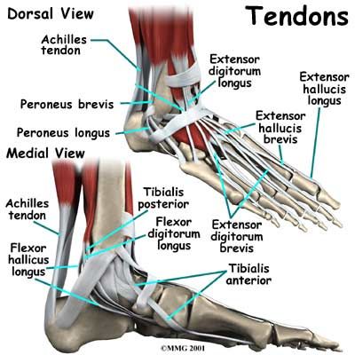 Google Image Result for http://www.crowcity.co.uk/images/tendons-foot ...