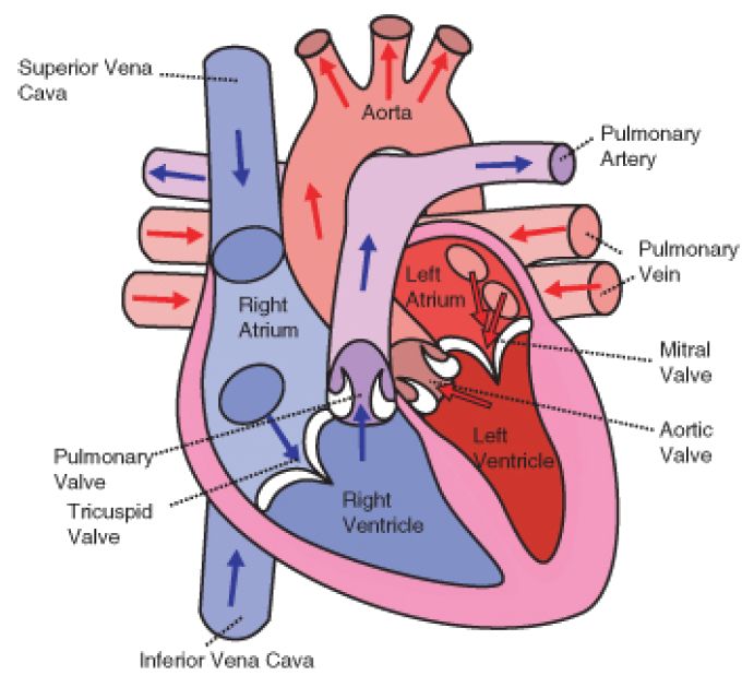 1000+ images about Anatomy on Pinterest | Muscle tissue, Physiology and ...